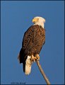 _1SB8499 american bald eagle